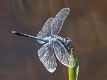 Diplacodes trivialis male-221200